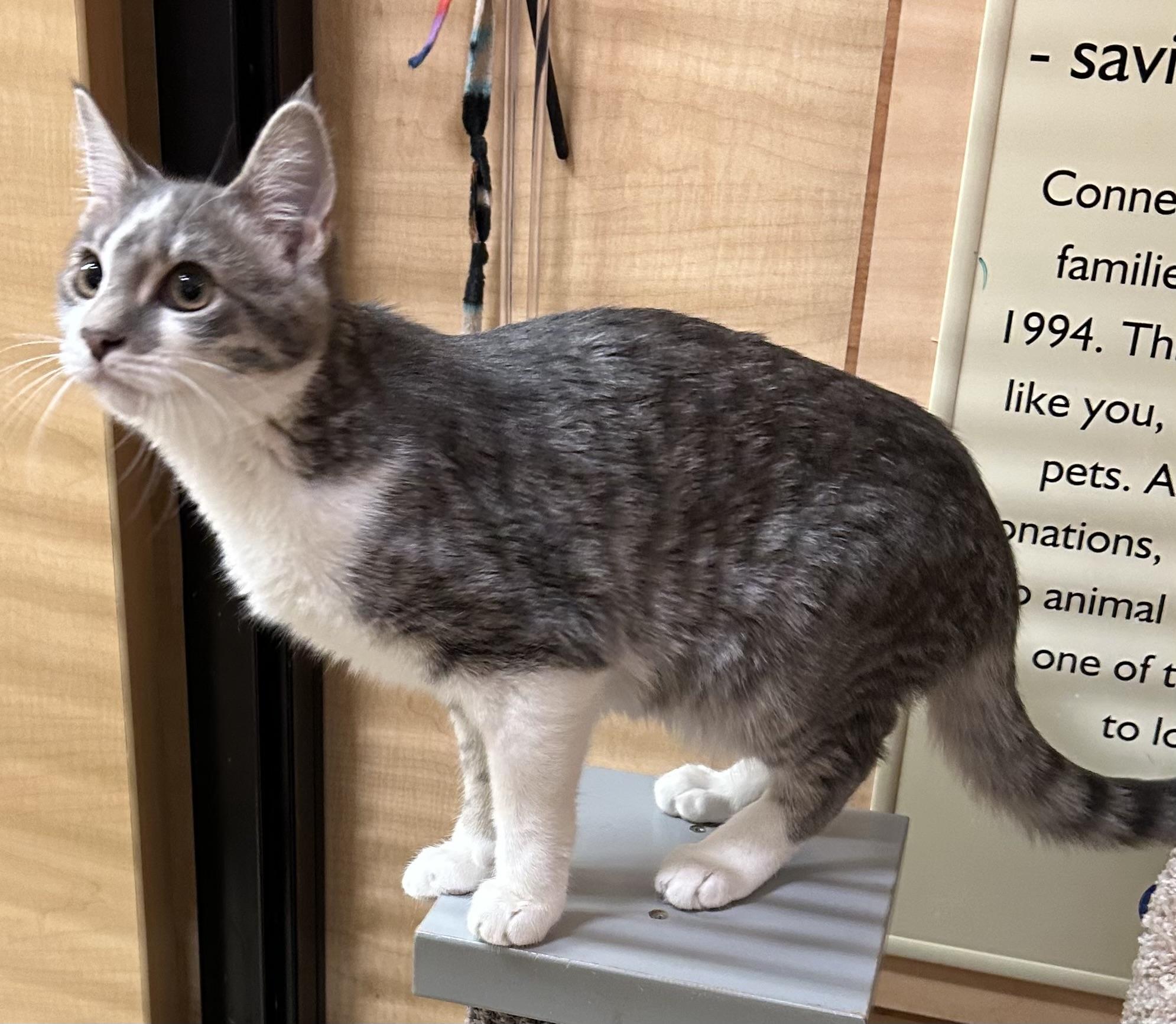 Enlarge Waikiki, a Adoptable Domestic Short Hair in Springfield, PA image 2/3