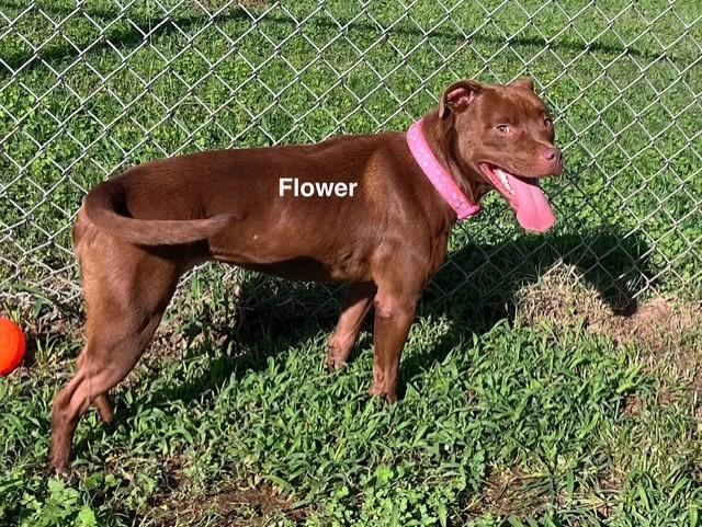 Enlarge Flower, a Adoptable American Staffordshire Terrier in Newberry, SC image 1/5