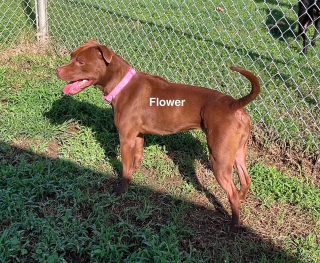 Enlarge Flower, a Adoptable American Staffordshire Terrier in Newberry, SC image 2/5