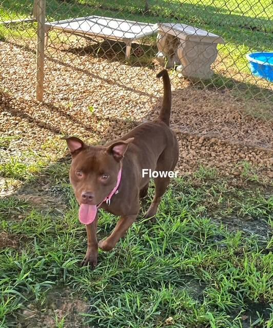 Enlarge Flower, a Adoptable American Staffordshire Terrier in Newberry, SC image 3/5