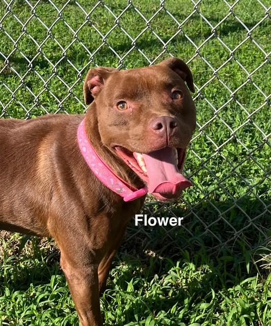 Enlarge Flower, a Adoptable American Staffordshire Terrier in Newberry, SC image 4/5