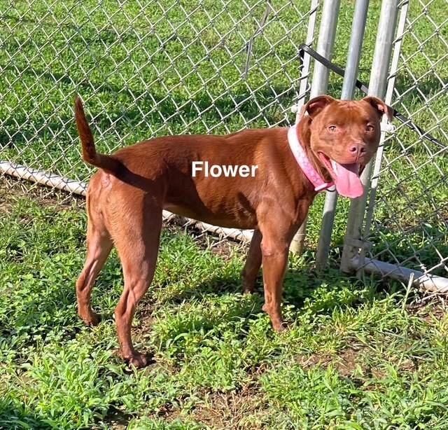 Enlarge Flower, a Adoptable American Staffordshire Terrier in Newberry, SC image 5/5