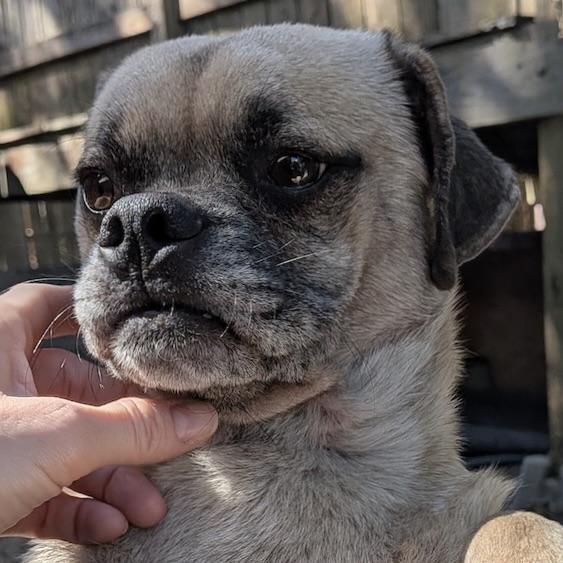 Frank, Adoptable, Adult Male Pug.