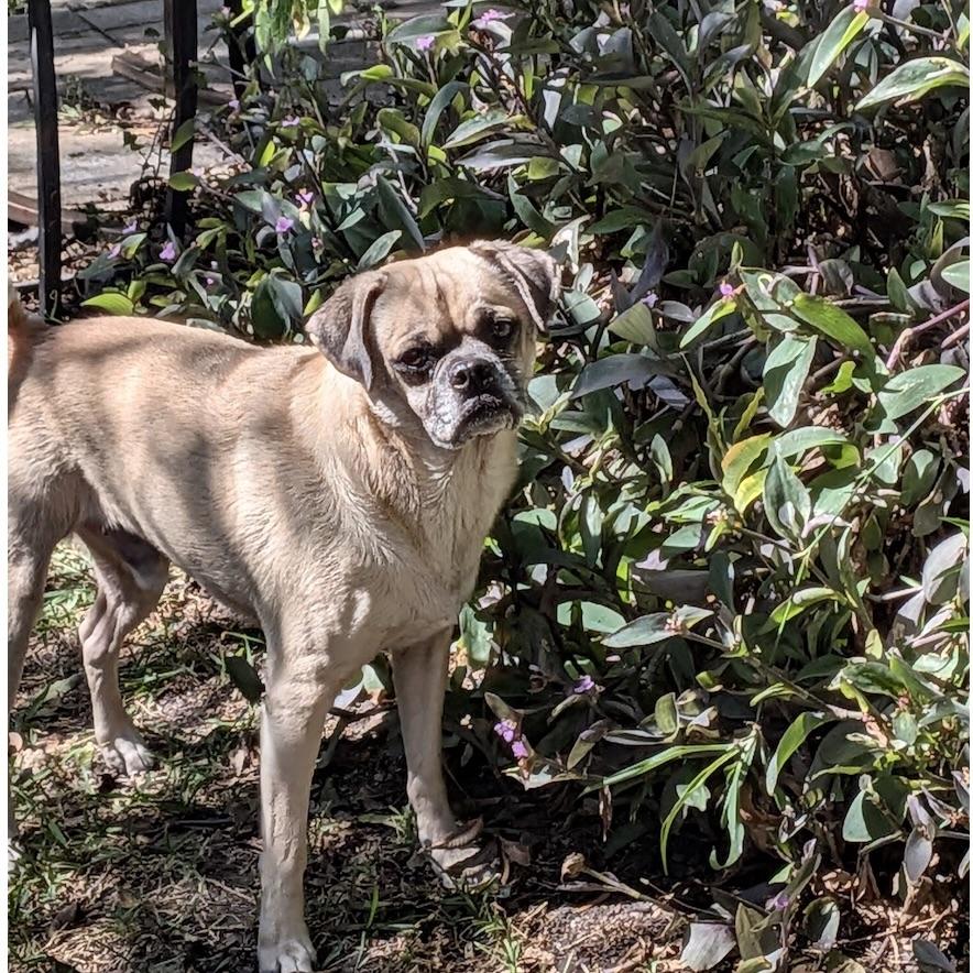 Enlarge Frank, a Adoptable mixed breed in Latham, NY image 4/6