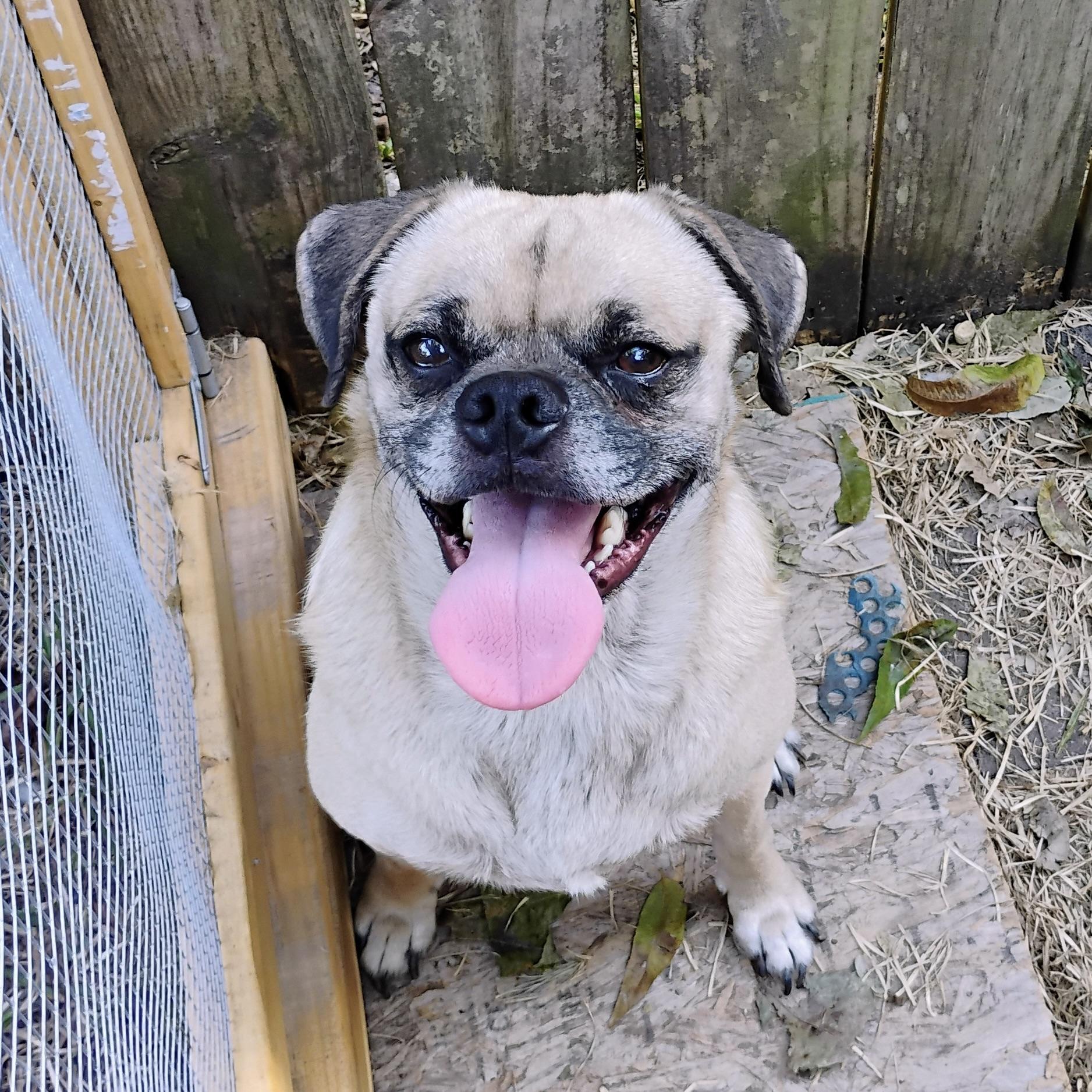 Enlarge Frank, a Adoptable mixed breed in Latham, NY image 6/6