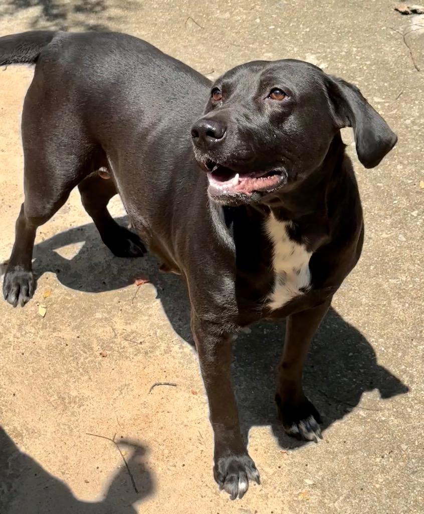 Bren, Adoptable, Adult Female Labrador Retriever.