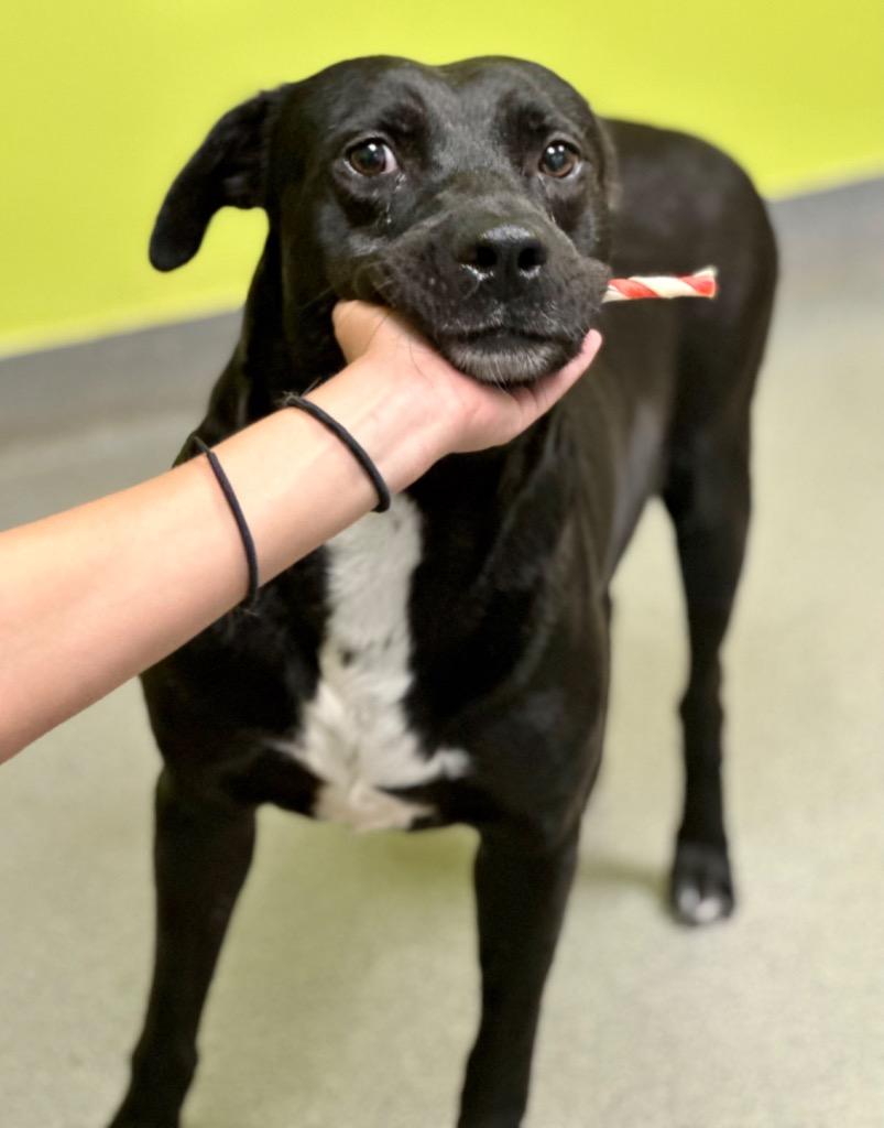 Enlarge Bren, a Adoptable Labrador Retriever in Albany, GA image 2/5
