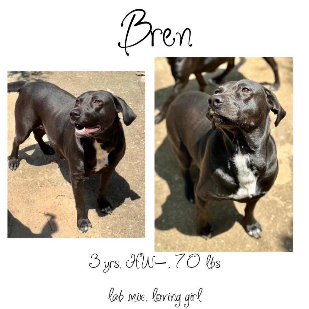 Enlarge Bren, a Adoptable Labrador Retriever in Albany, GA image 4/5
