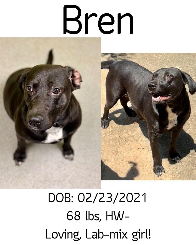 Enlarge Bren, a Adoptable Labrador Retriever in Albany, GA image 4/6