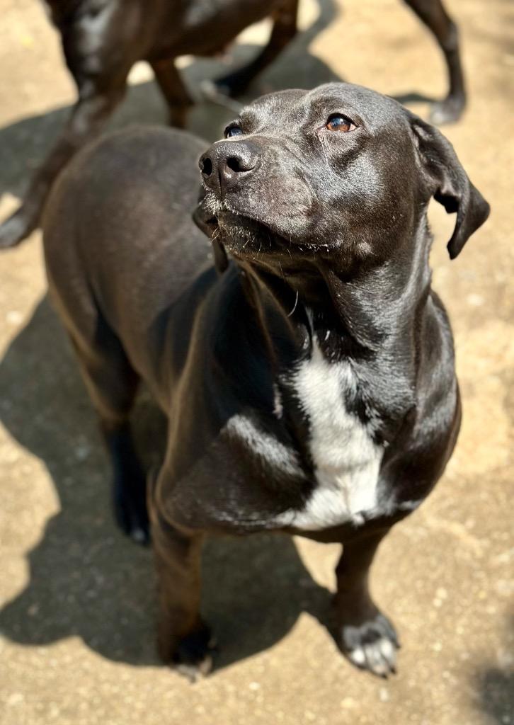 Enlarge Bren, a Adoptable Labrador Retriever in Albany, GA image 5/5