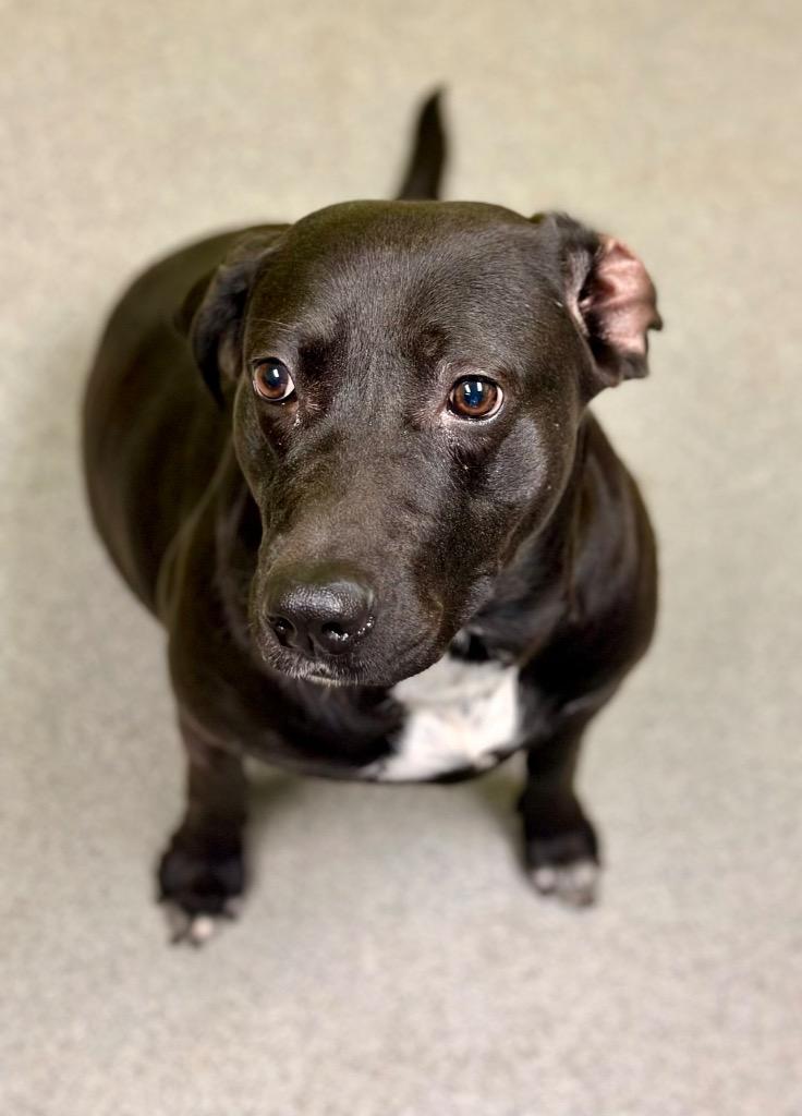 Enlarge Bren, a Adoptable Labrador Retriever in Albany, GA image 5/5
