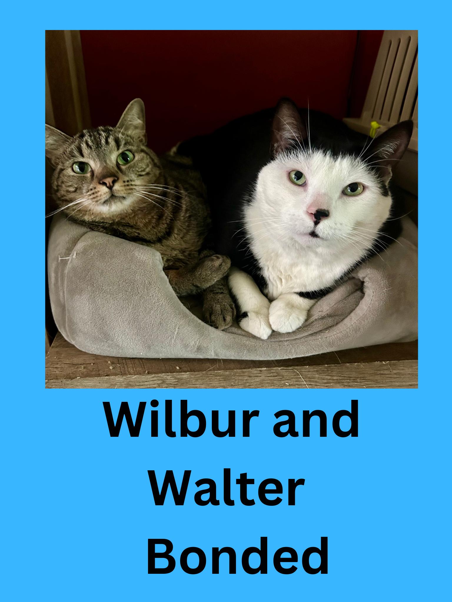 Enlarge Walter and Wilbur, a ADOPTABLE Domestic Short Hair in Ravenna, OH image 1/1