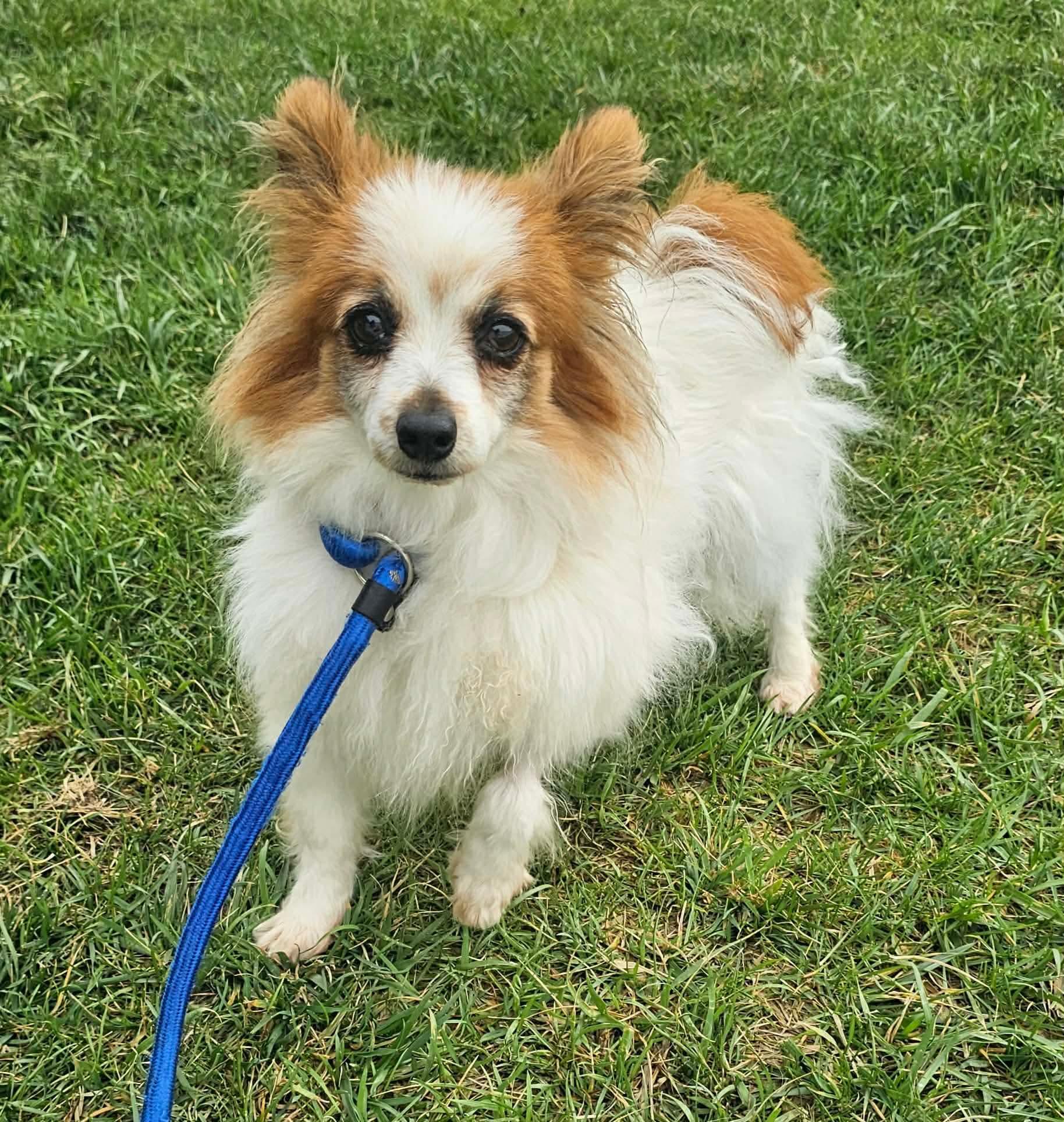 Enlarge Butterfly , a ADOPTABLE Papillon in Minooka, IL image 1/2