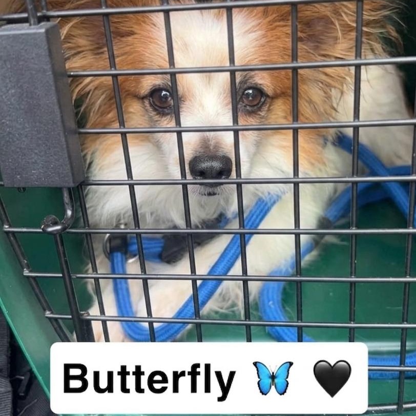 Enlarge Butterfly , a ADOPTABLE Papillon in Minooka, IL image 2/2