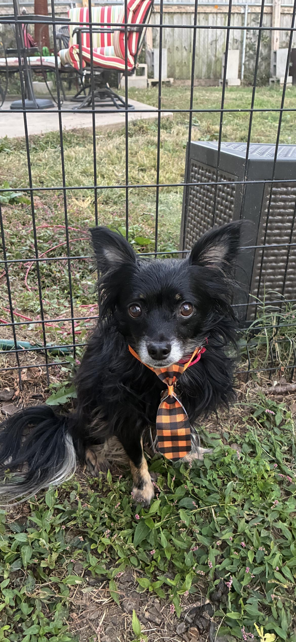 Enlarge Bart, a Adoptable mixed breed in Saint Louis, MO image 3/3