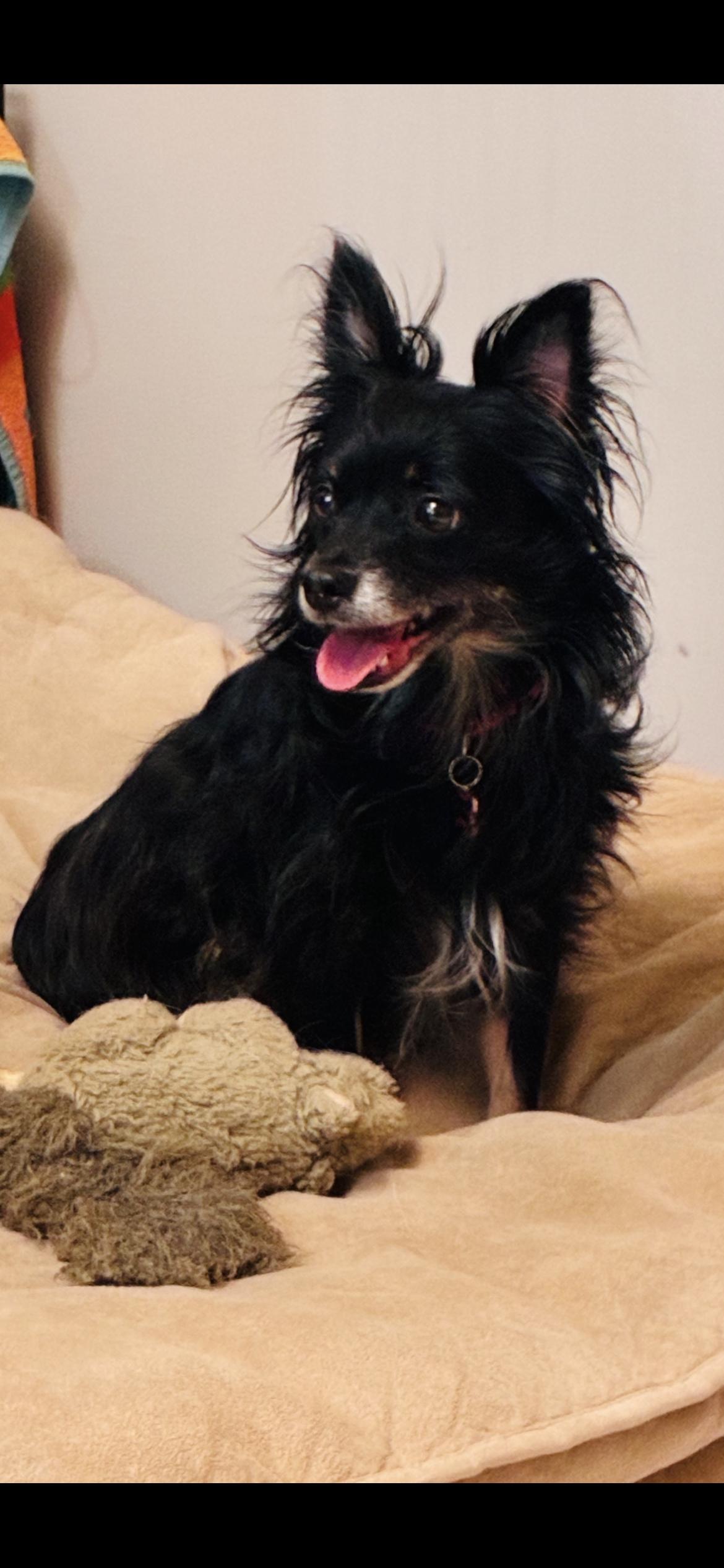 Bart, Adoptable, Adult Male Papillon.