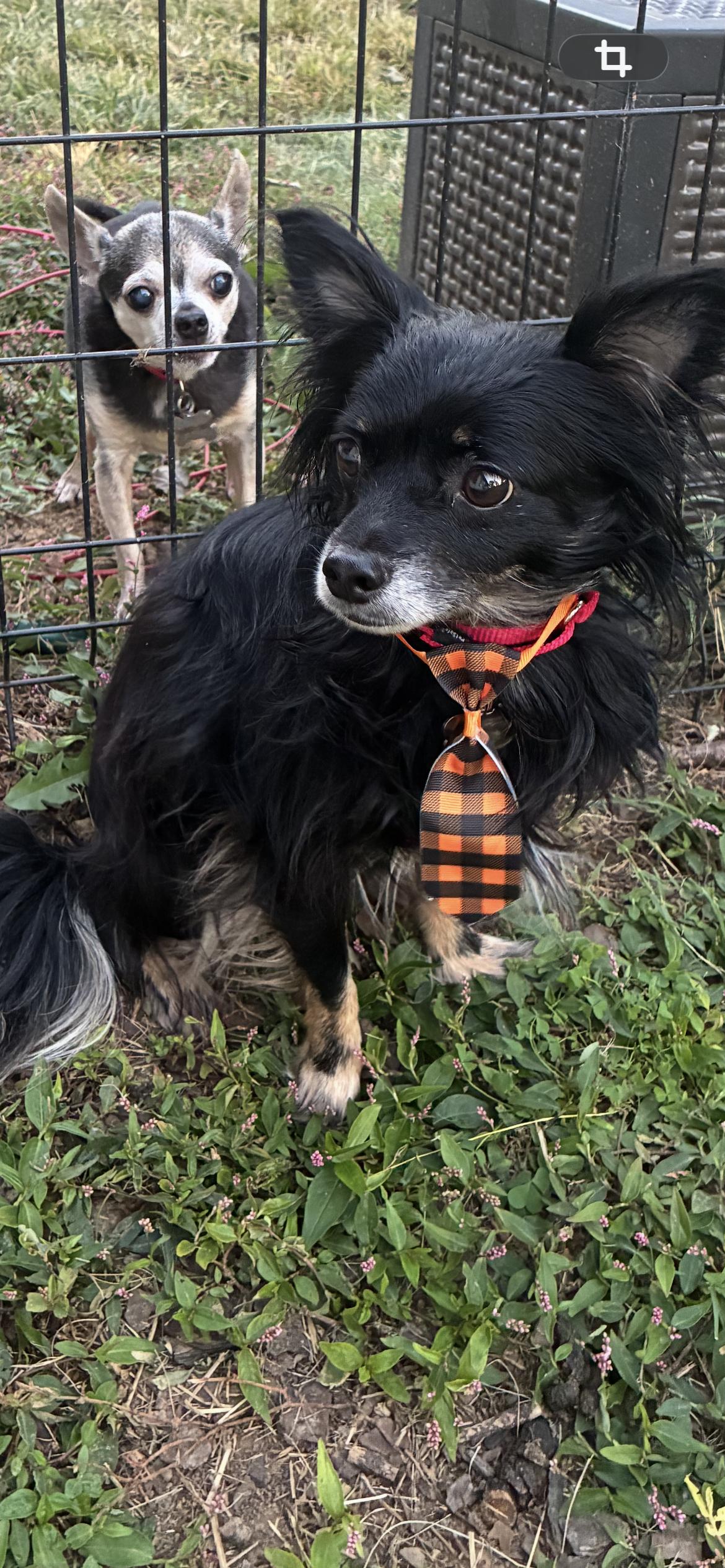 Enlarge Bart, a Adoptable mixed breed in Saint Louis, MO image 2/3