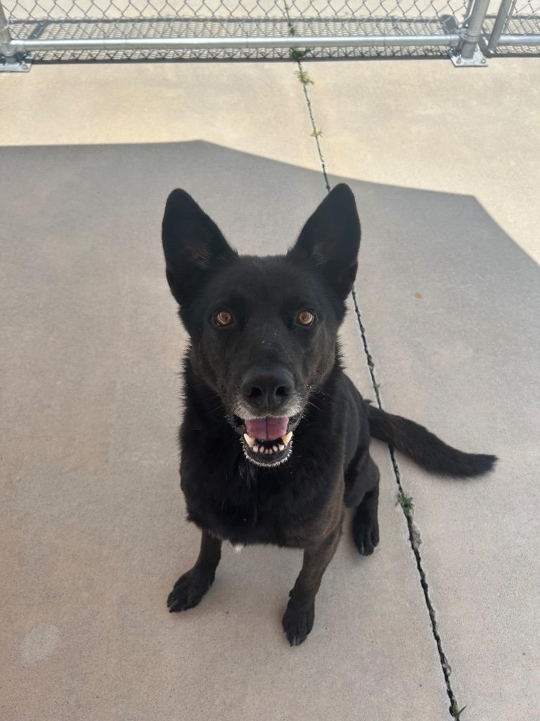 Hades, a Adoptable German Shepherd Dog in Johnson City, TN image 2/4