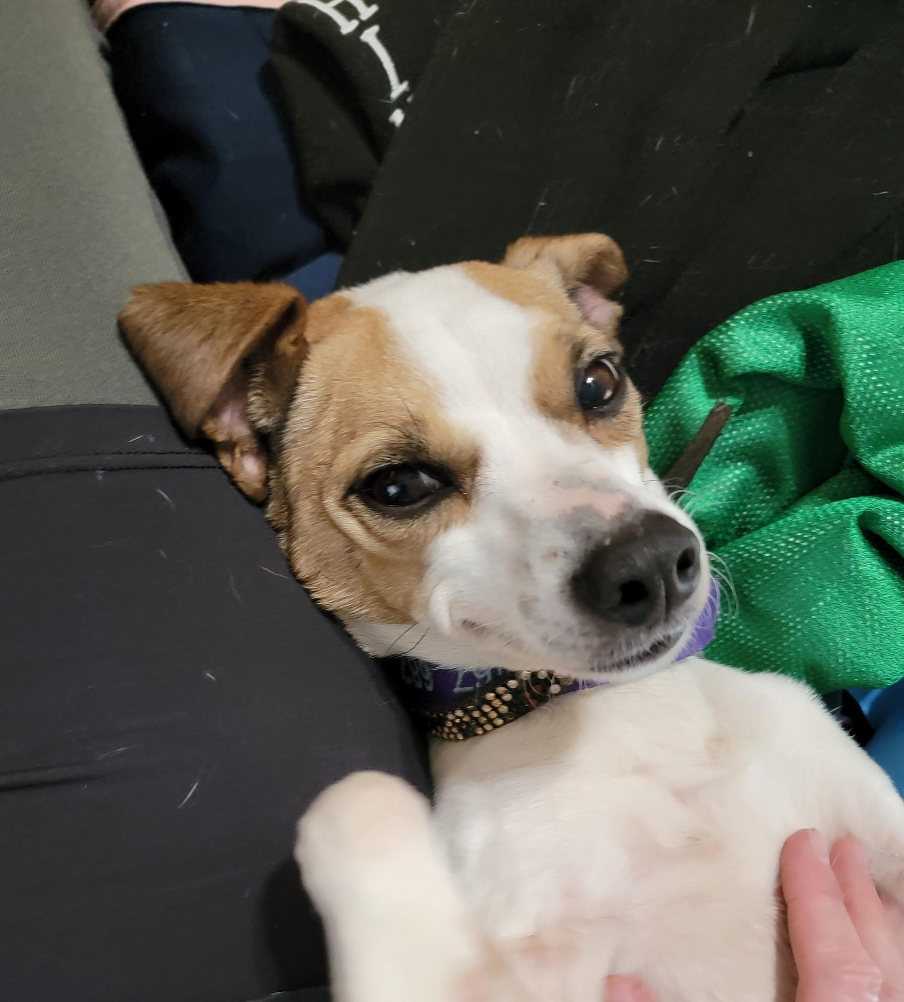 Enlarge Sasha, a Adopted mixed breed in Cypress, TX image 6/6