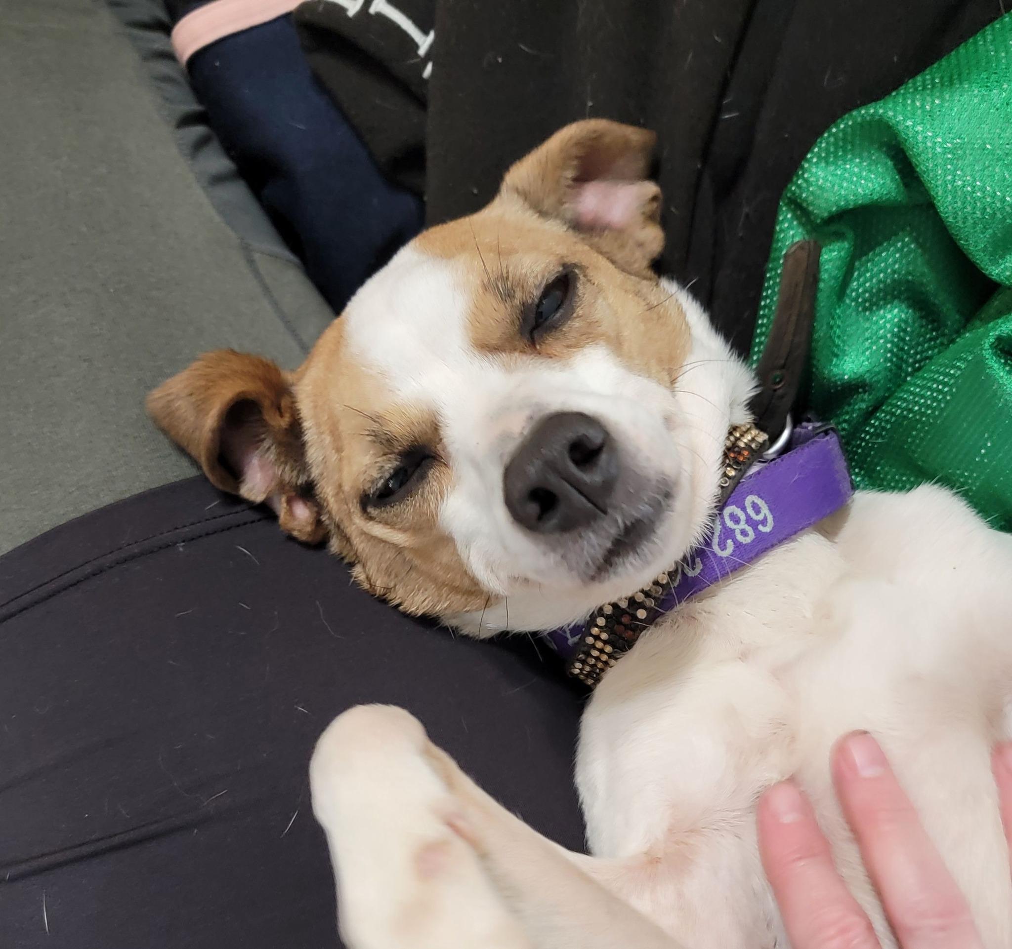 Enlarge Sasha, a Adopted mixed breed in Cypress, TX image 2/6