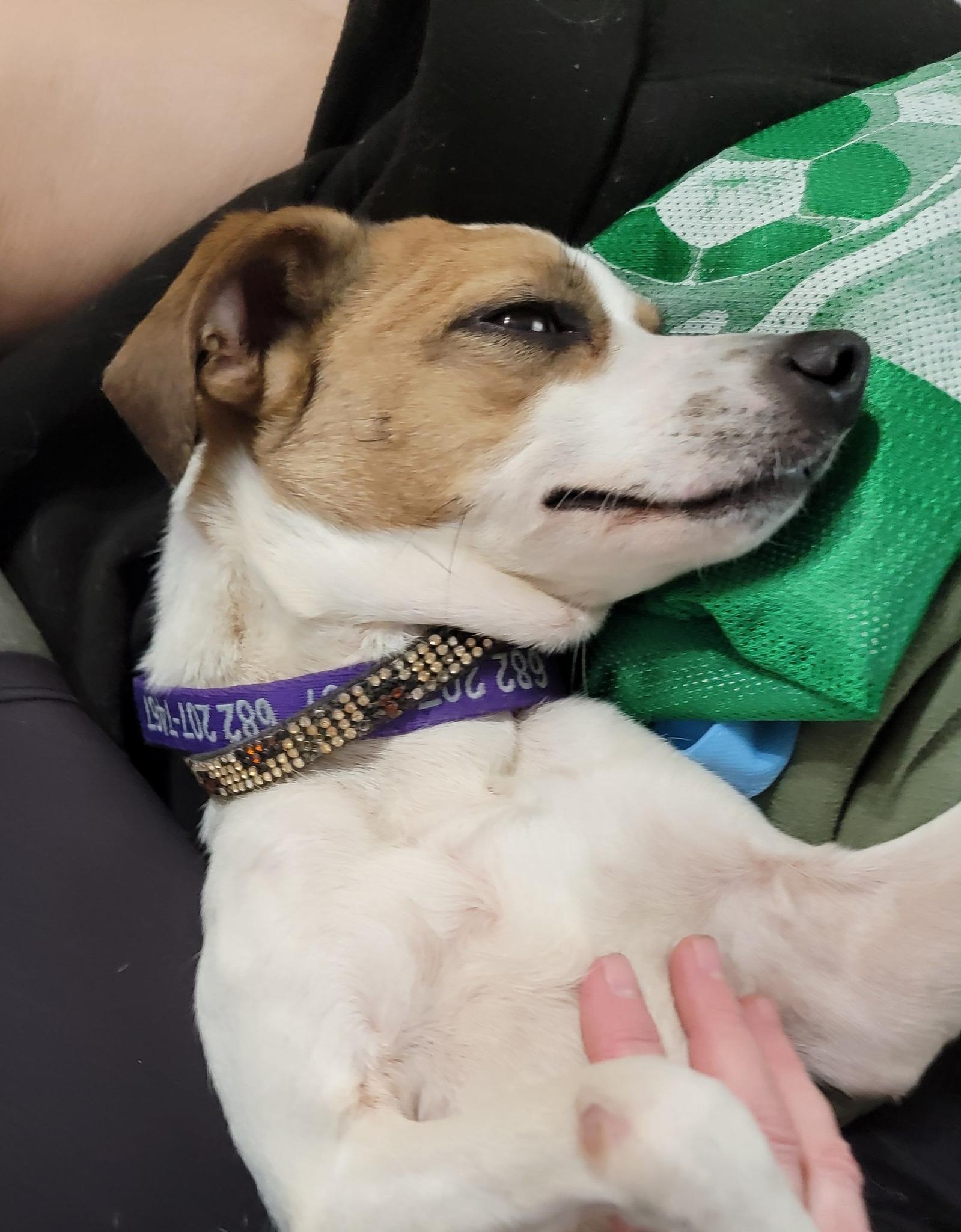 Enlarge Sasha, a Adopted mixed breed in Cypress, TX image 5/6