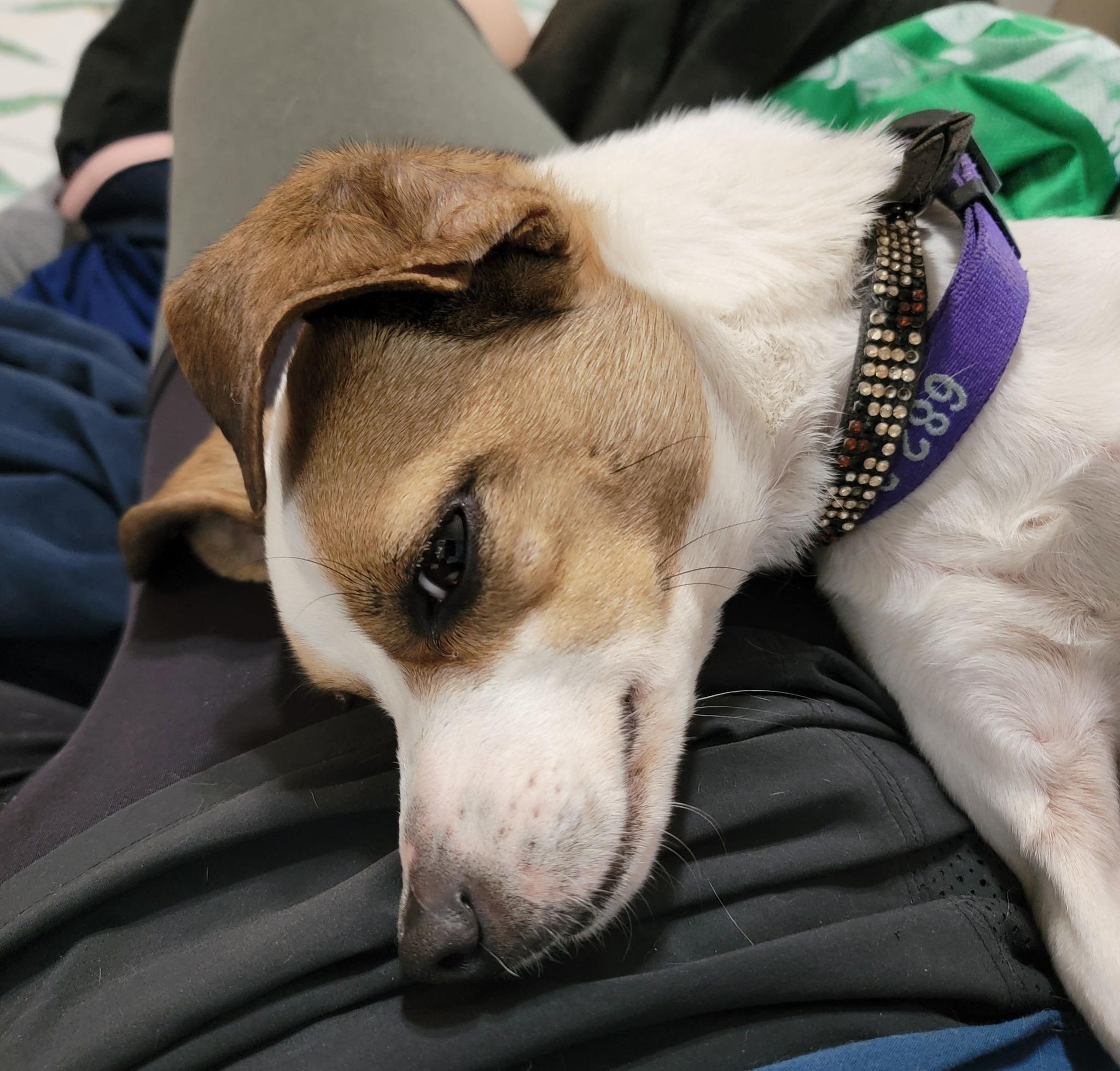Enlarge Sasha, a Adopted mixed breed in Cypress, TX image 3/6