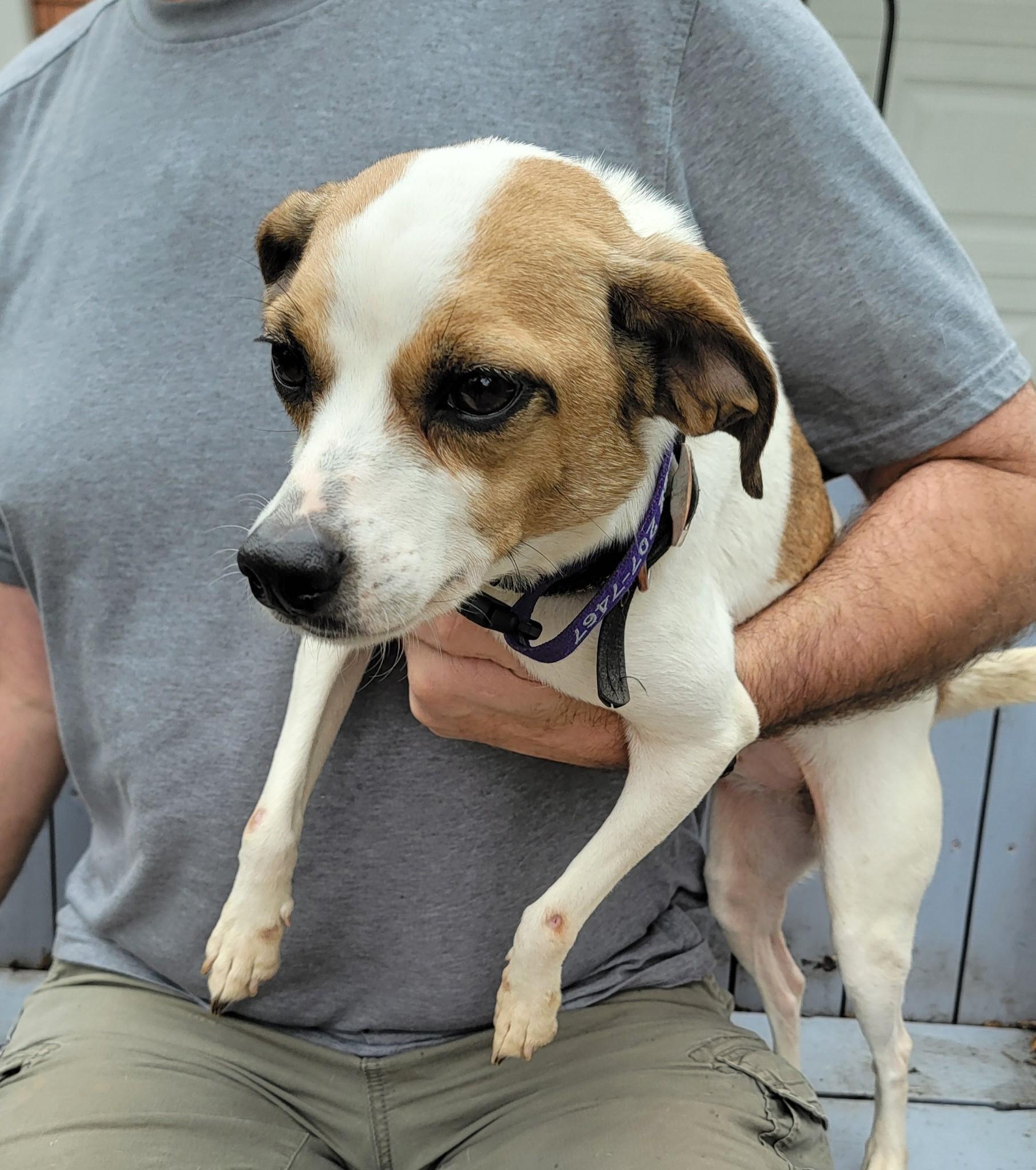 Enlarge Sasha, a Adopted mixed breed in Cypress, TX image 4/6