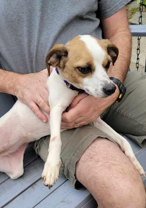 Enlarge Sasha, a Adopted mixed breed in Cypress, TX image 1/6
