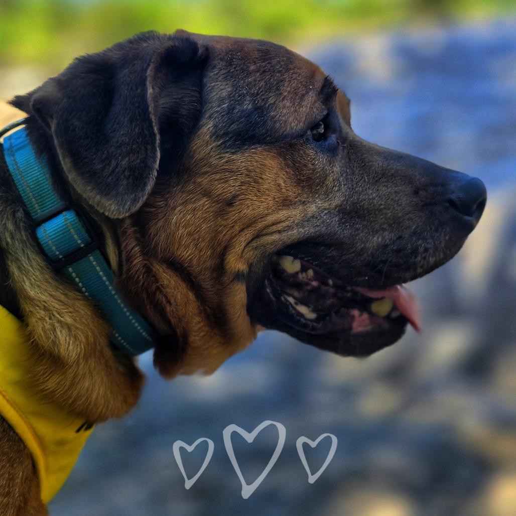 Stumpy, a Adoptable Mixed Breed in Binghamton, NY image 1/6