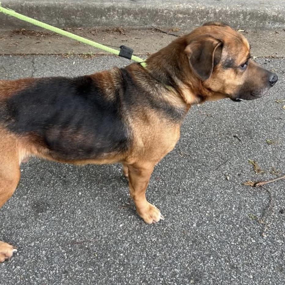 Stumpy, a Adoptable Mixed Breed in Binghamton, NY image 2/6