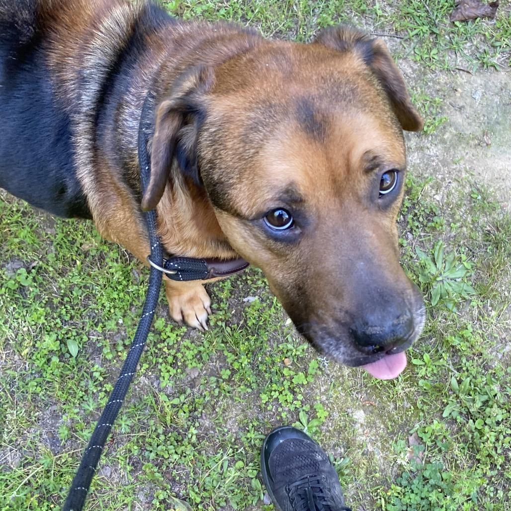 Stumpy, a Adoptable Mixed Breed in Binghamton, NY image 3/6