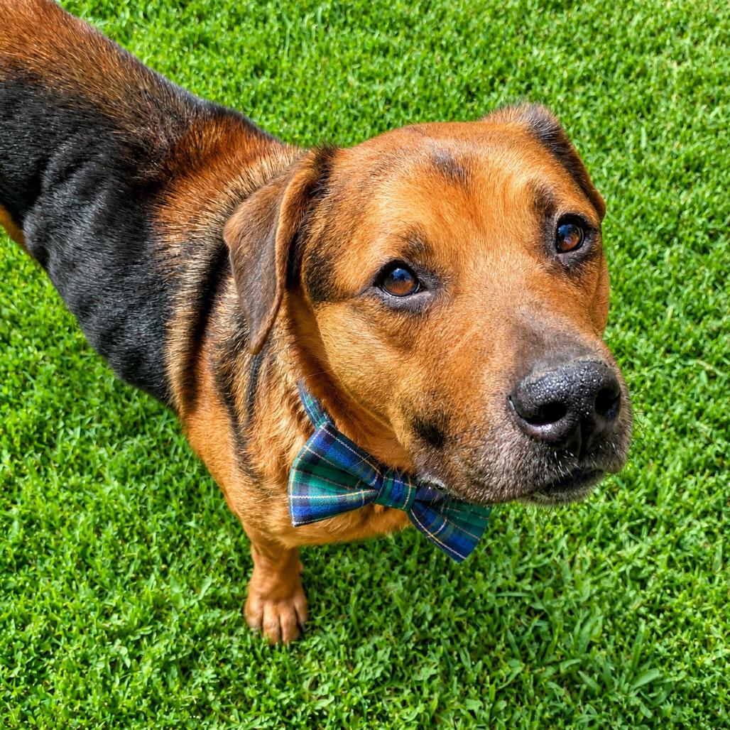 Stumpy, a Adoptable Mixed Breed in Binghamton, NY image 5/6