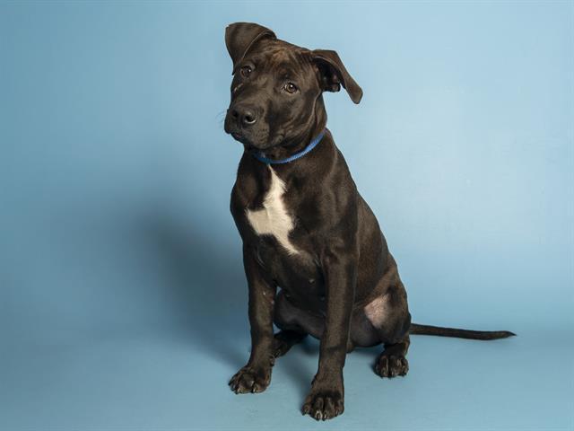 OTIS, Adoptable, Puppy Male Pit Bull Terrier.