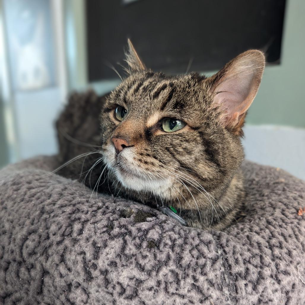 Mischa, Adoptable, Senior Female Domestic Short Hair.