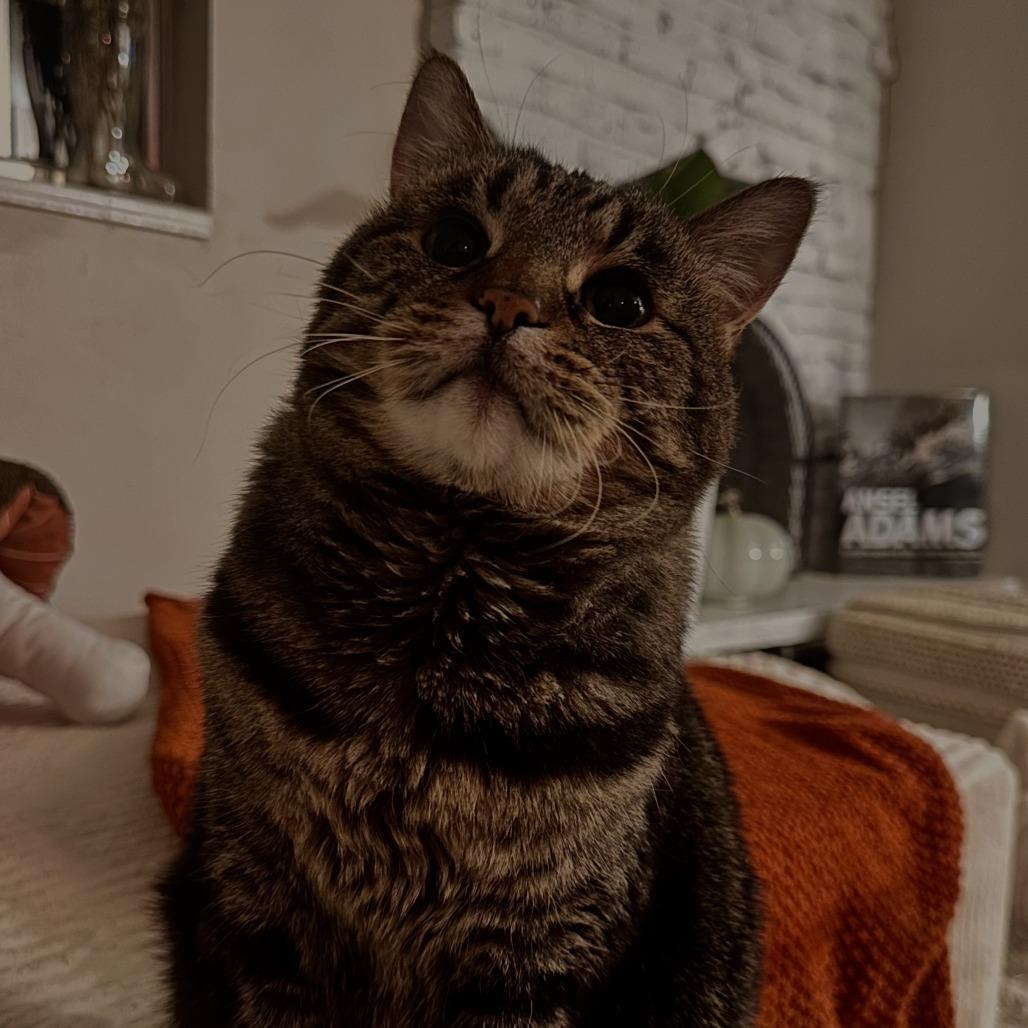 Enlarge Mischa, a Adoptable Domestic Short Hair in Lakewood, CO image 2/6