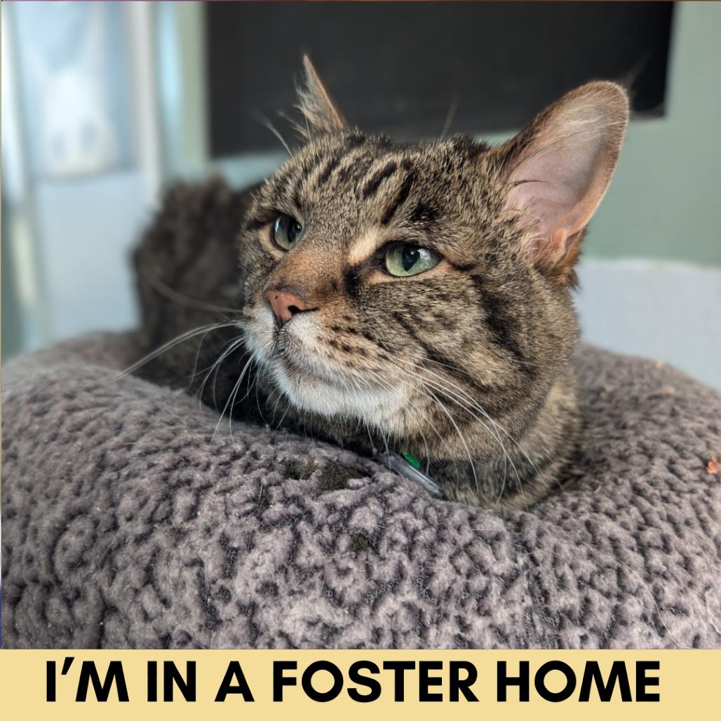 Enlarge Mischa, a Adoptable Domestic Short Hair in Lakewood, CO image 2/6