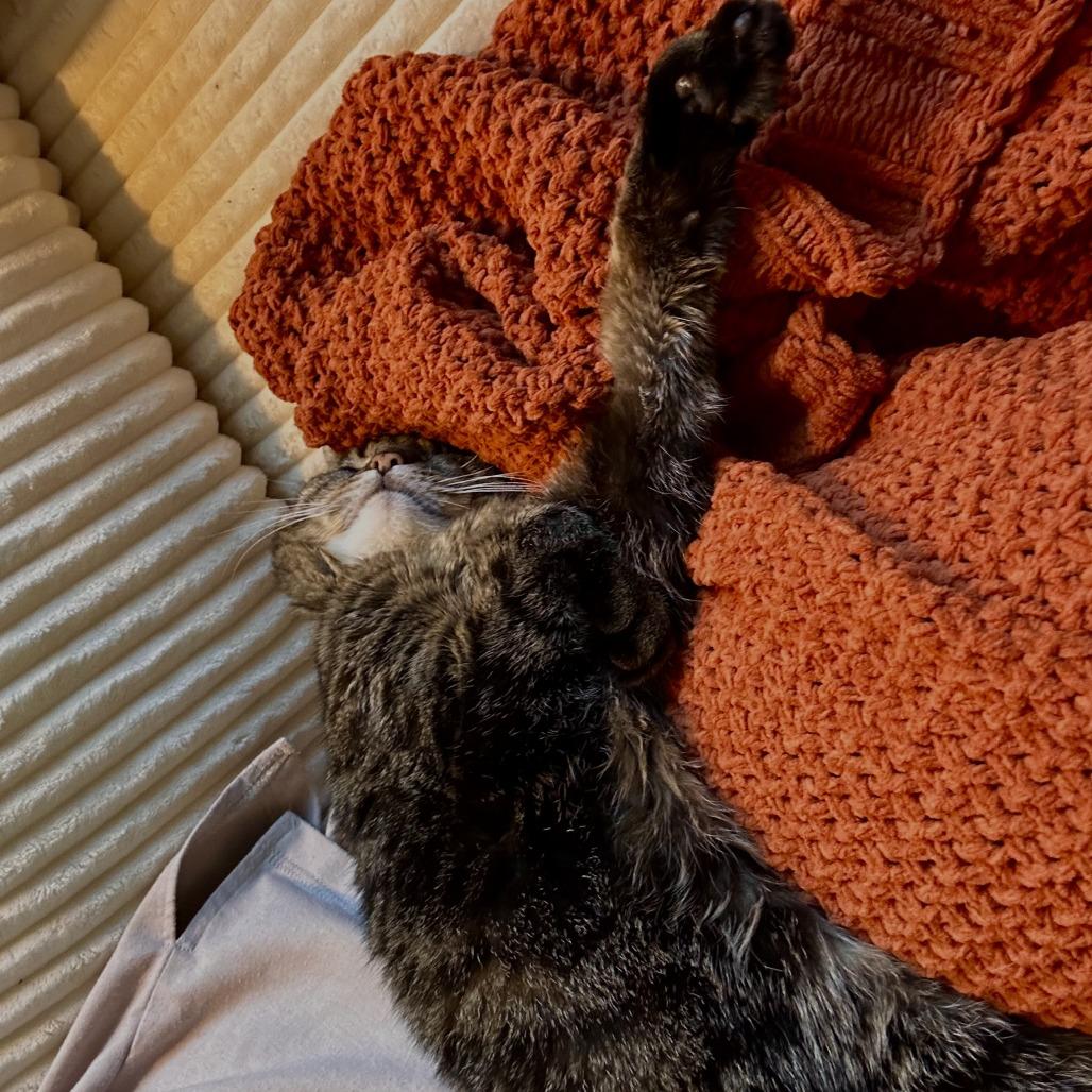 Enlarge Mischa, a Adoptable Domestic Short Hair in Lakewood, CO image 3/6