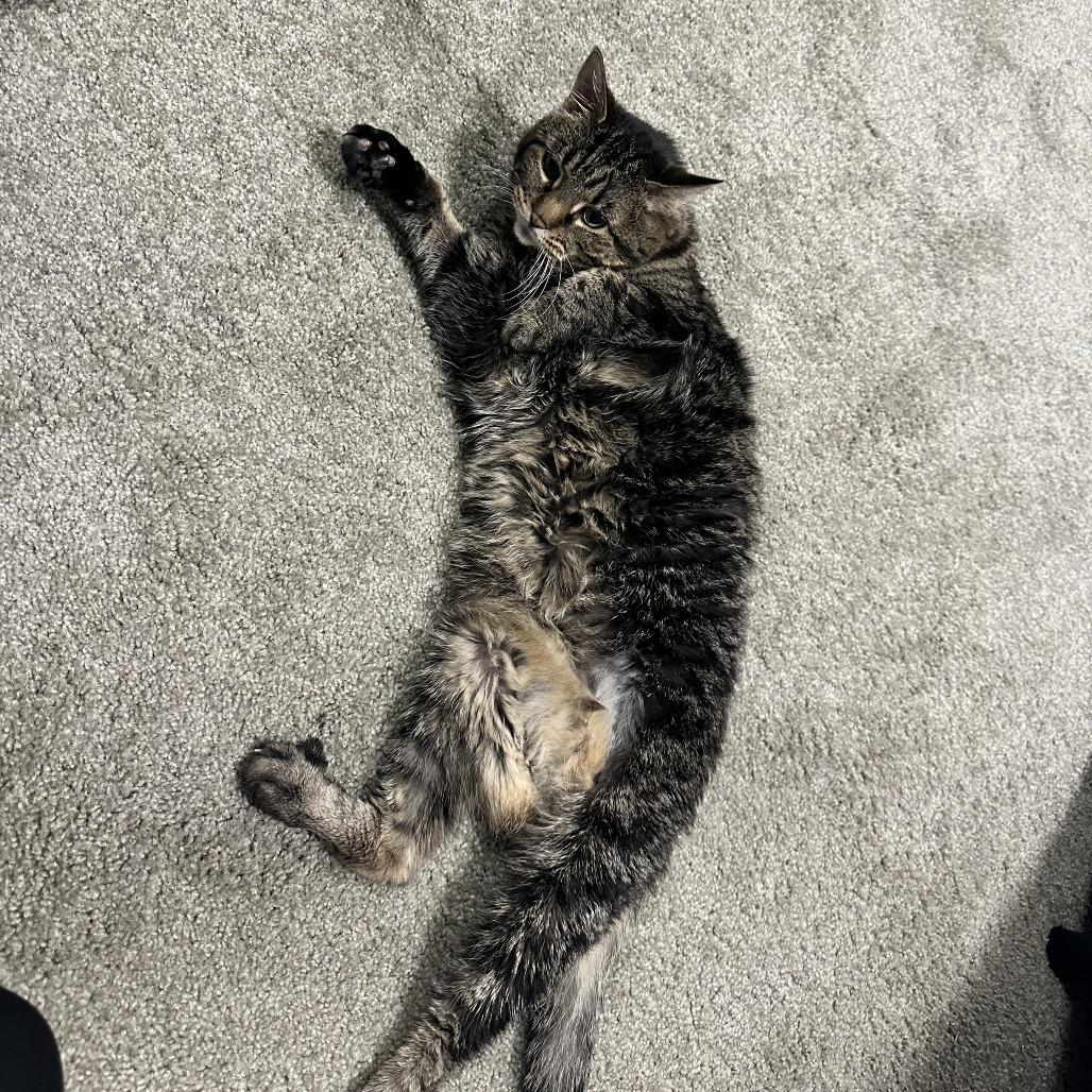 Enlarge Mischa, a Adoptable Domestic Short Hair in Lakewood, CO image 4/6