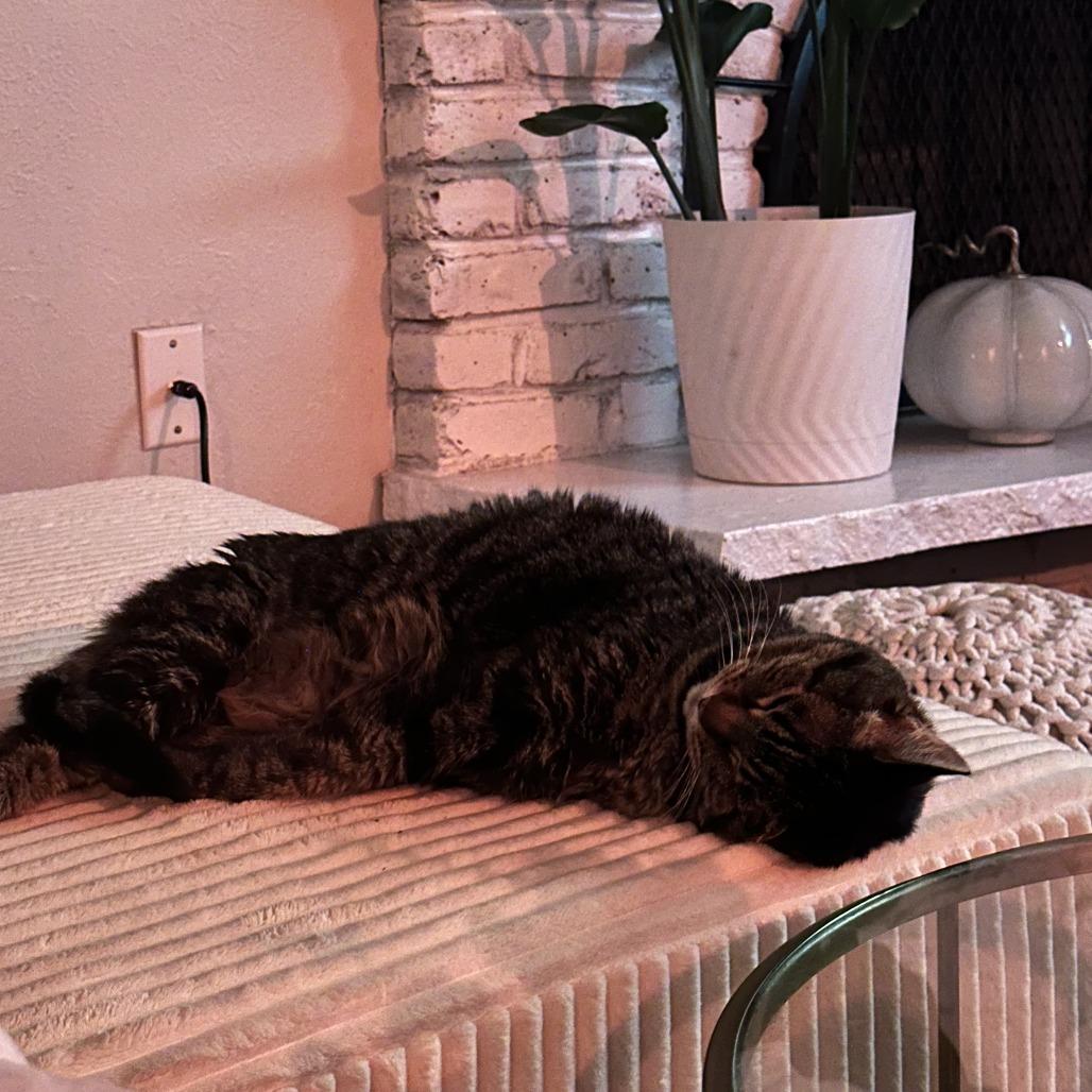 Enlarge Mischa, a Adoptable Domestic Short Hair in Lakewood, CO image 5/6