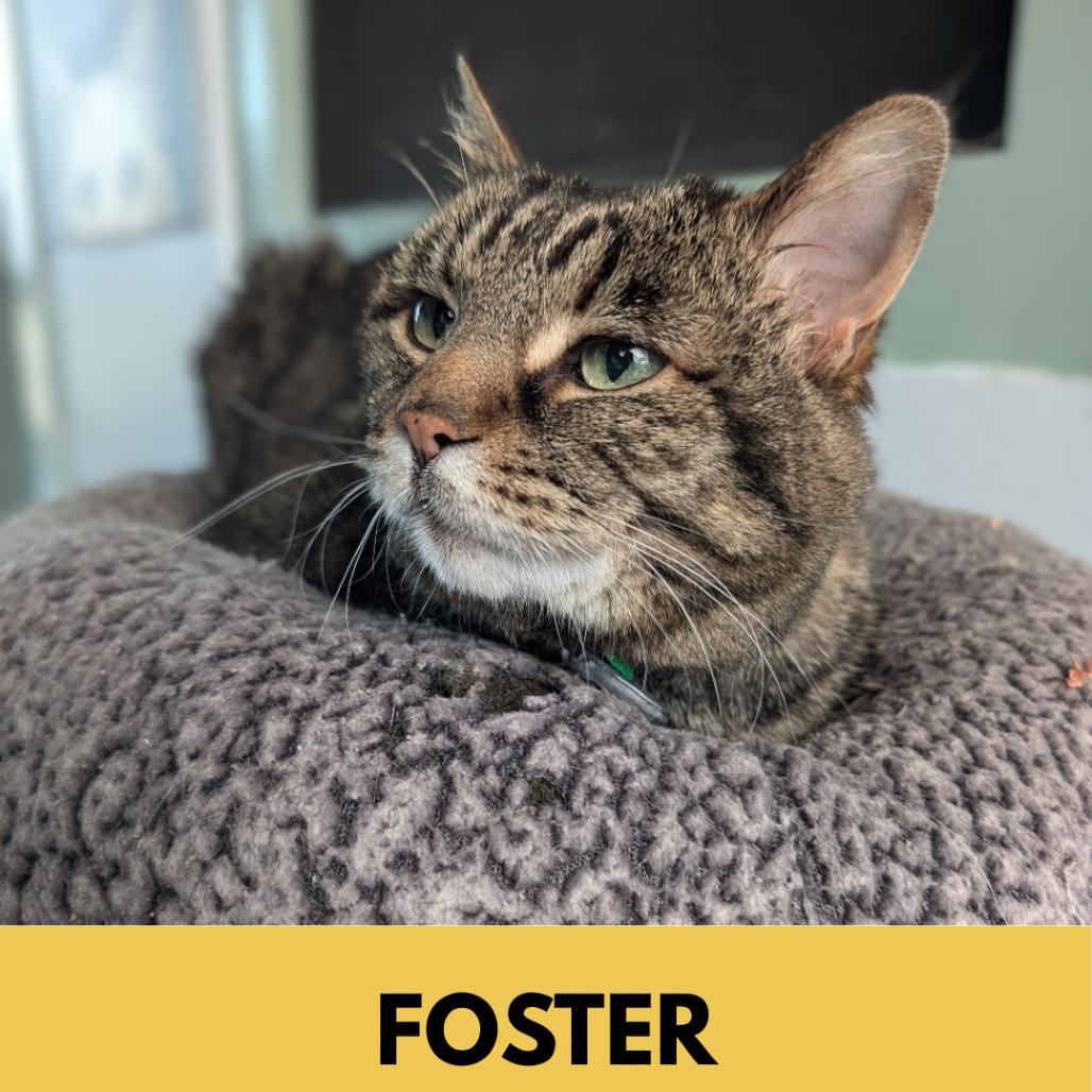 Enlarge Mischa, a Adoptable Domestic Short Hair in Lakewood, CO image 5/6