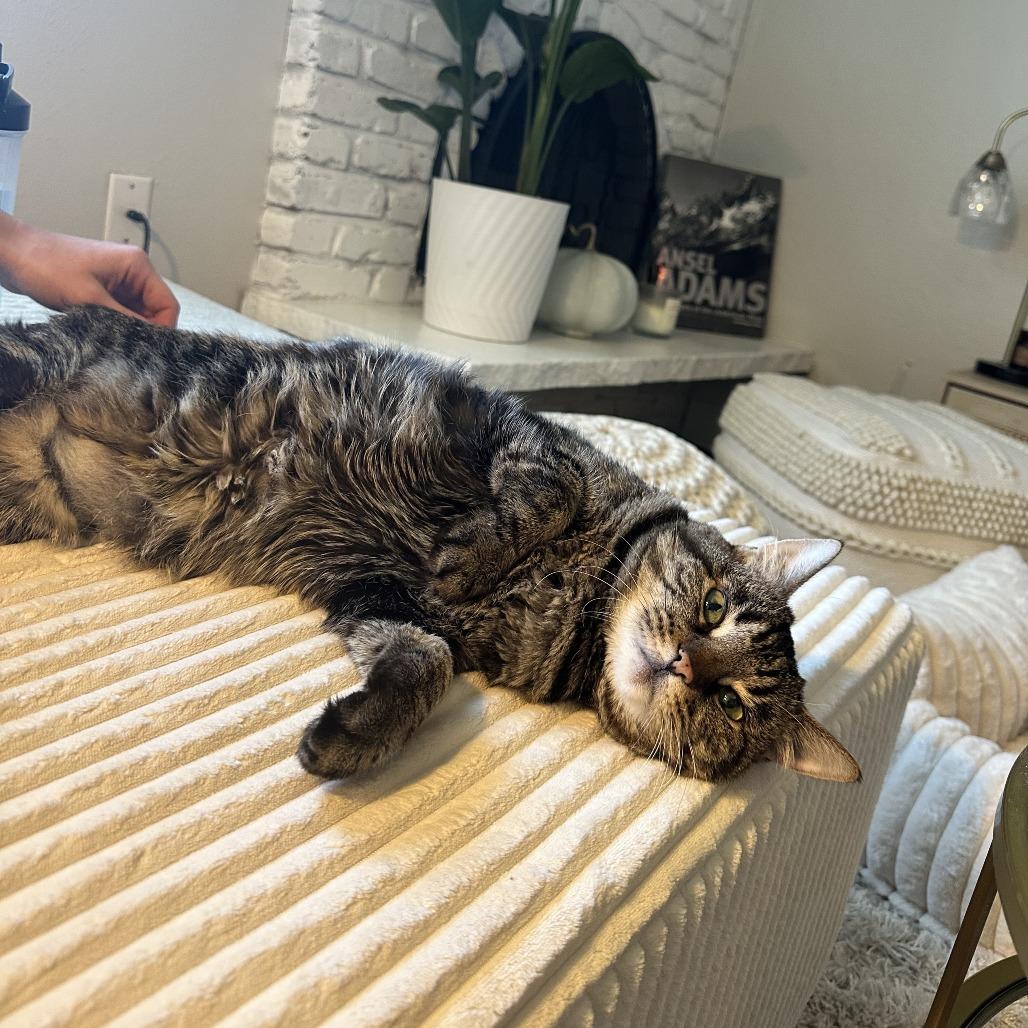 Enlarge Mischa, a Adoptable Domestic Short Hair in Lakewood, CO image 6/6