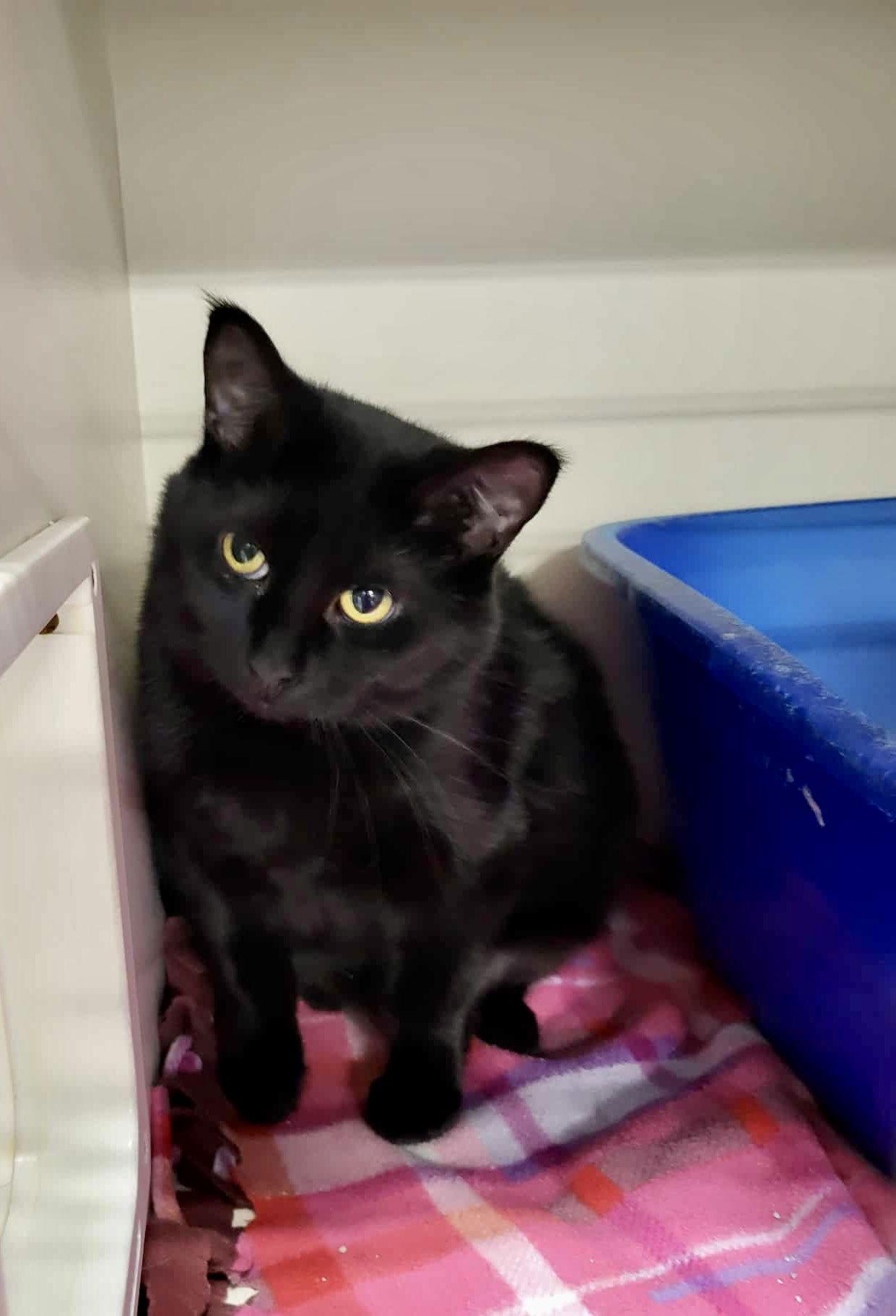 Magic, Adoptable, Young Female Domestic Short Hair.