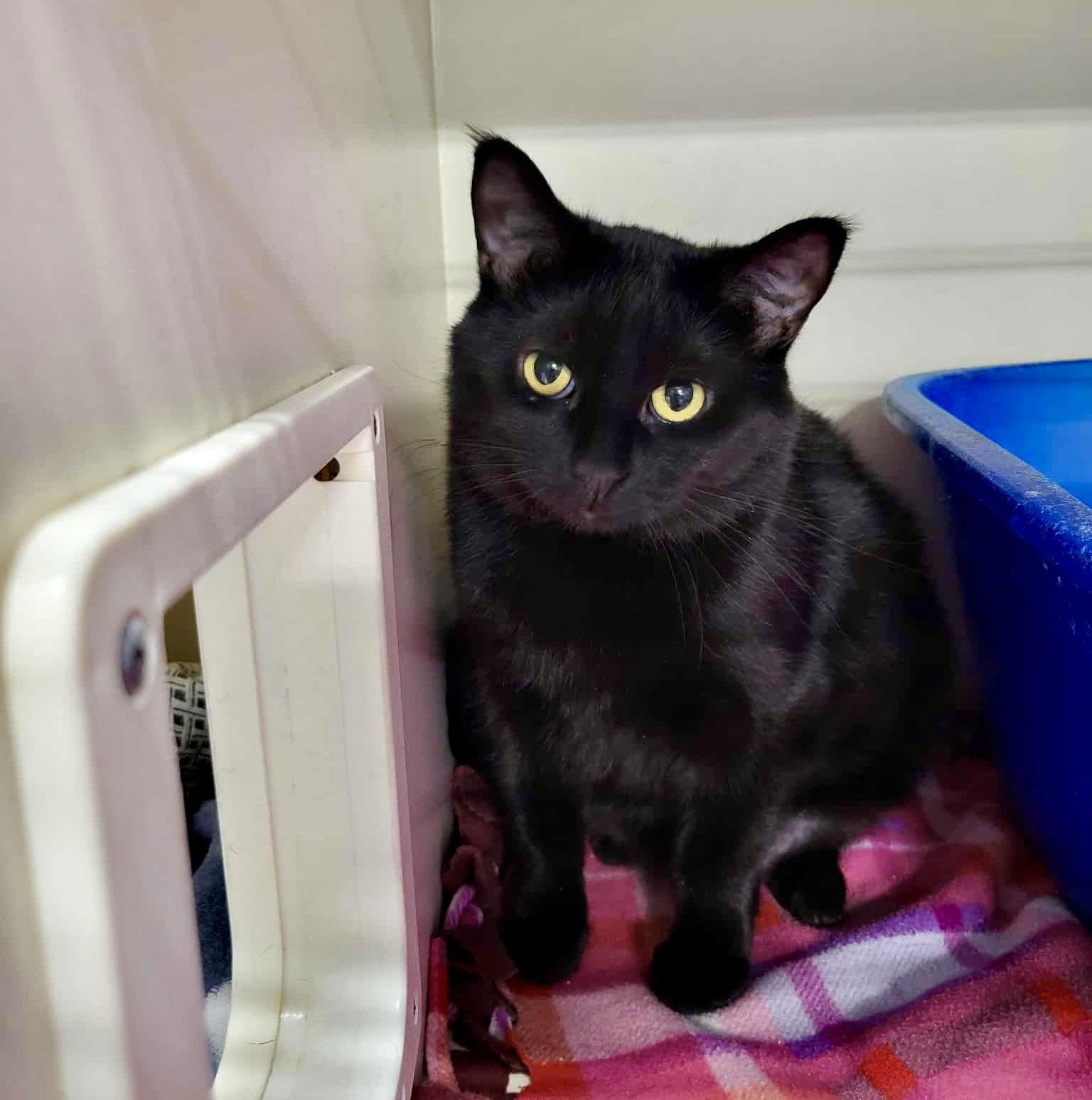 Enlarge Magic, a Adoptable Domestic Short Hair in Detroit Lakes, MN image 2/3