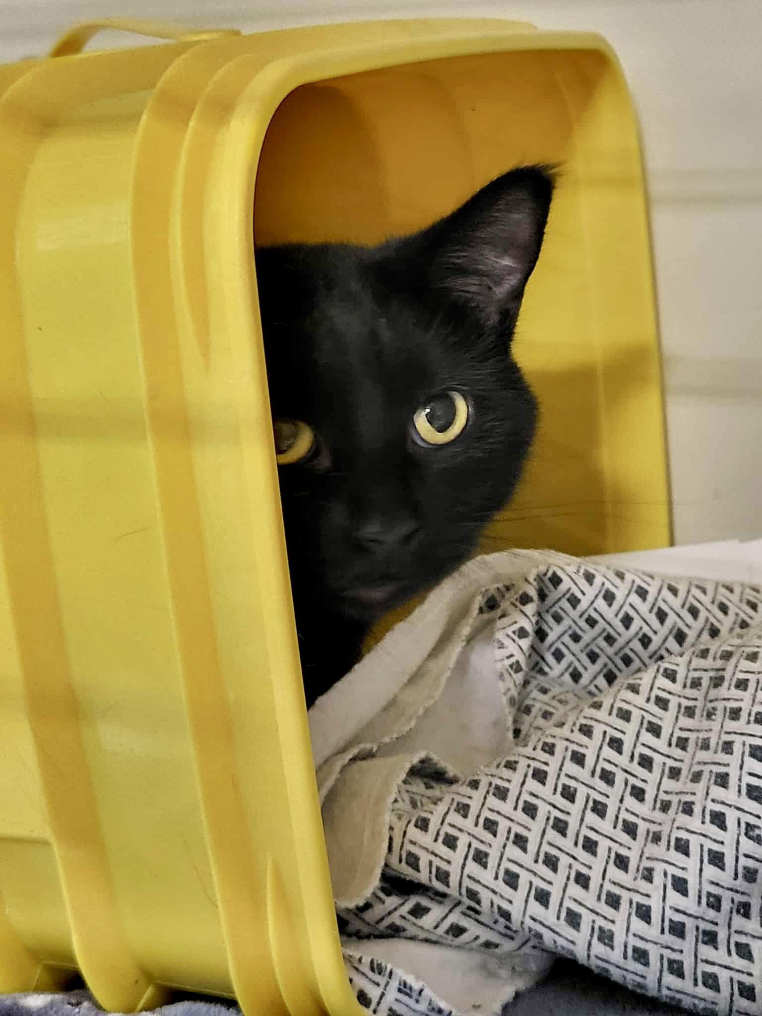 Enlarge Magic, a Adoptable Domestic Short Hair in Detroit Lakes, MN image 3/3