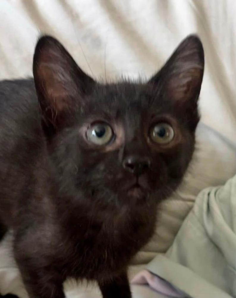 Enlarge Mylo, a Adoptable mixed breed in Dorr, MI image 1/6
