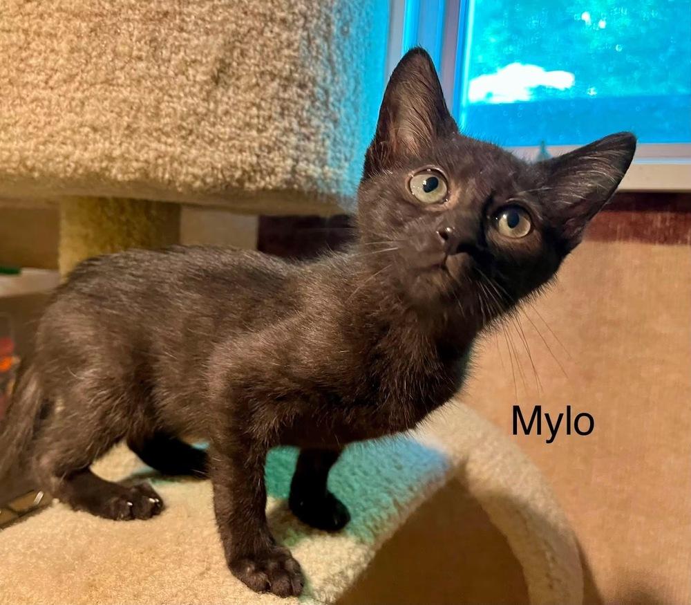 Enlarge Mylo, a Adoptable mixed breed in Dorr, MI image 2/6