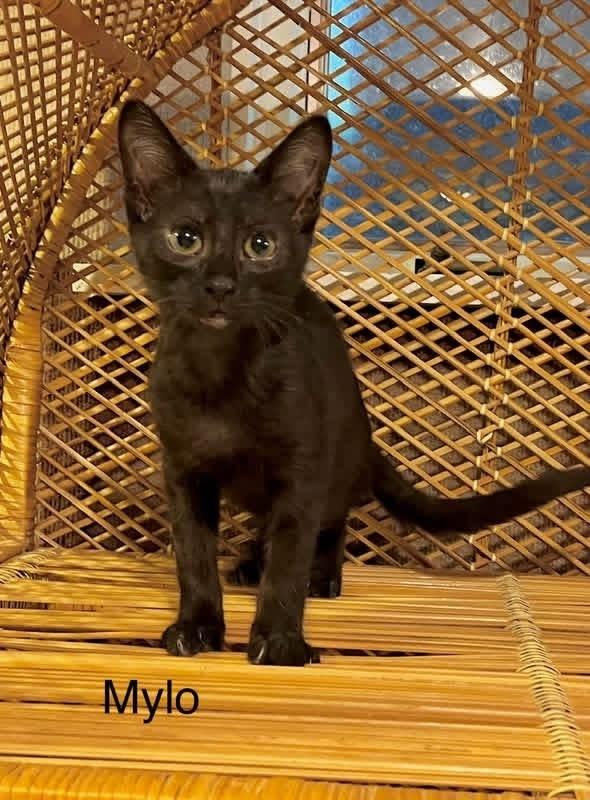 Enlarge Mylo, a Adoptable mixed breed in Dorr, MI image 4/6