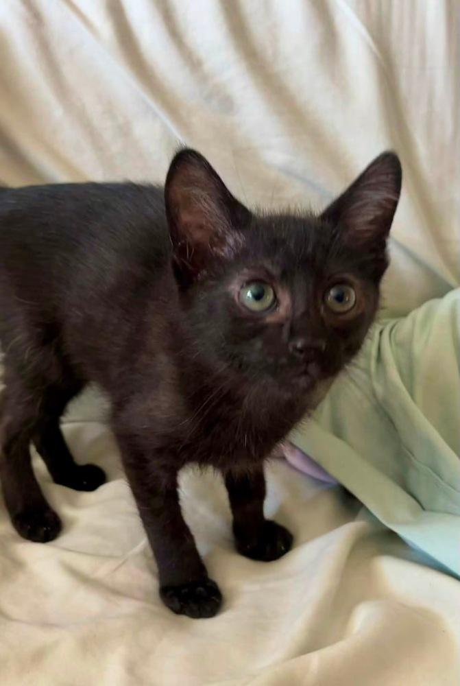 Enlarge Mylo, a Adoptable mixed breed in Dorr, MI image 5/6