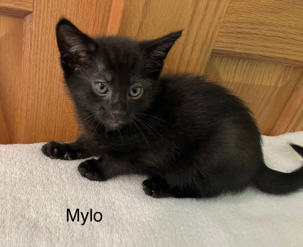 Enlarge Mylo, a Adoptable mixed breed in Dorr, MI image 6/6