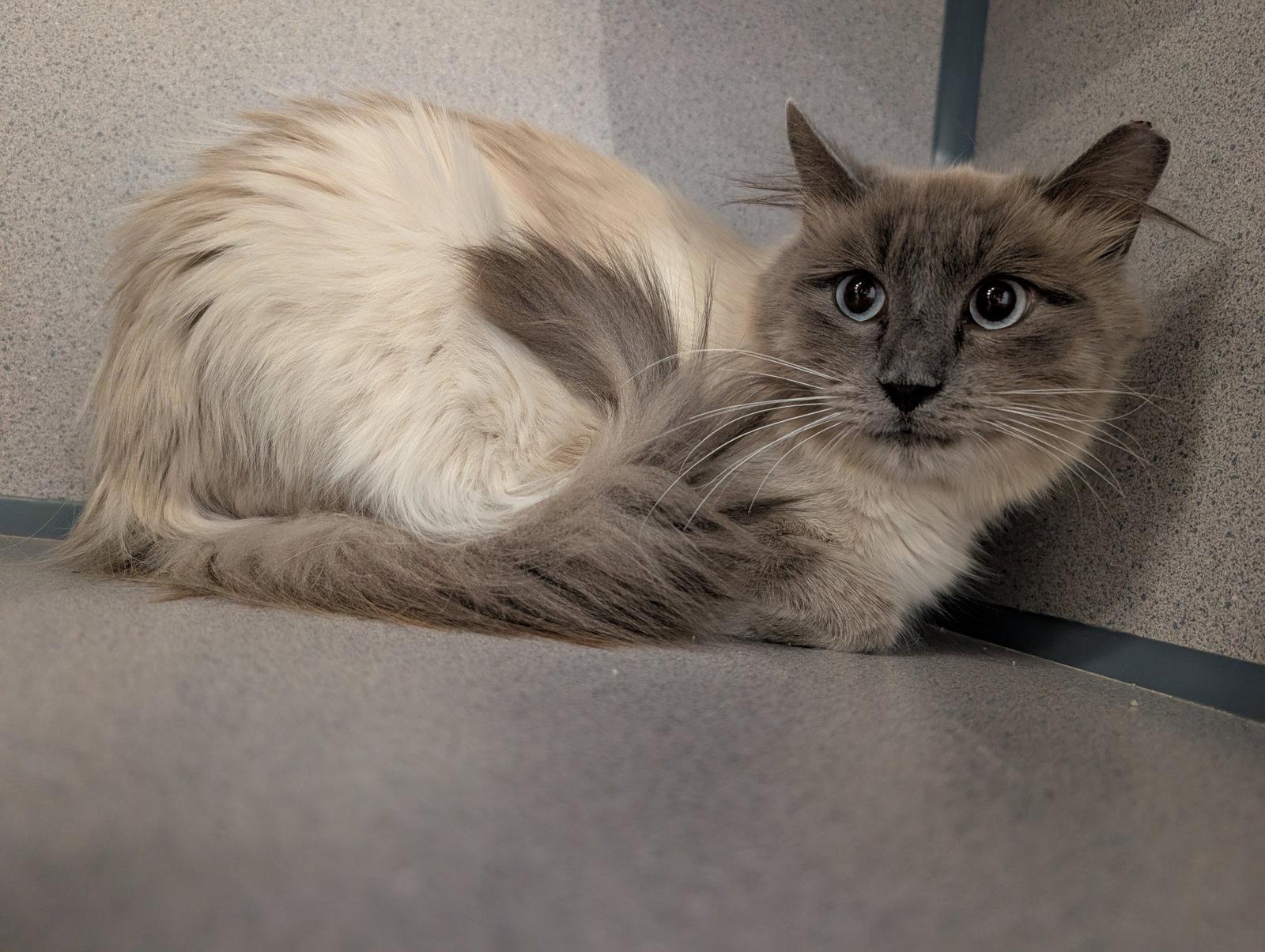 Scruffy, Adoptable, Adult Male Siamese & Domestic Long Hair.